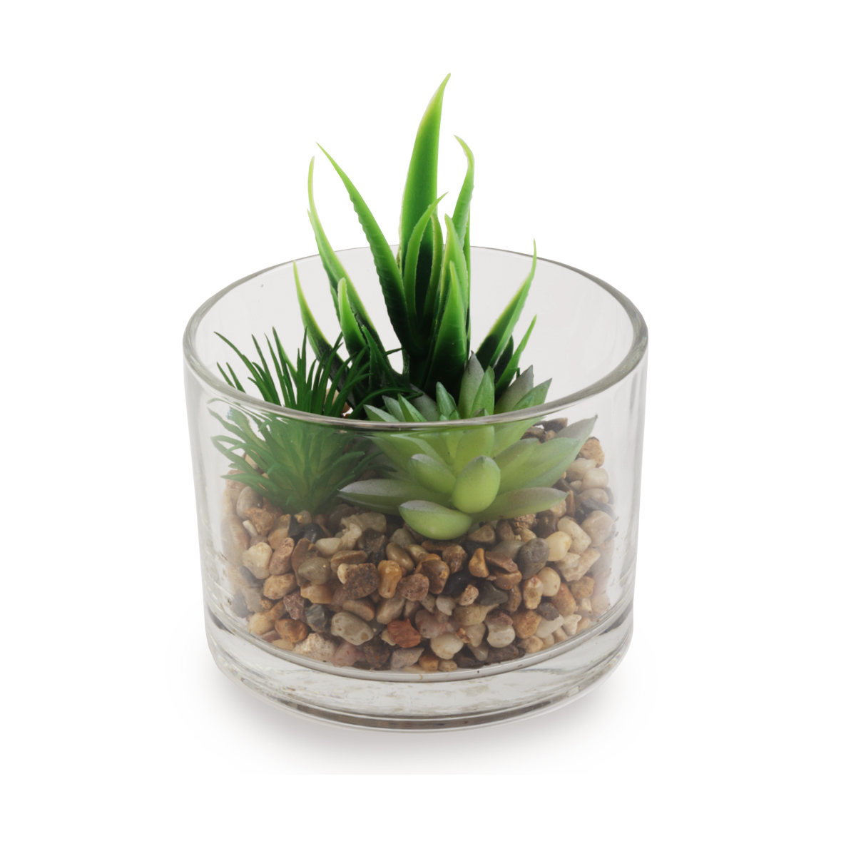 עציץ כלי זכוכית קקטוסים וסקולנטים